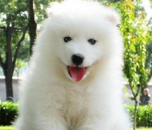 娱乐吃瓜酱萨摩耶,揭秘娱乐圈那些不为人知的幕后故事 第2张 娱乐吃瓜酱萨摩耶,揭秘娱乐圈那些不为人知的幕后故事 第2张