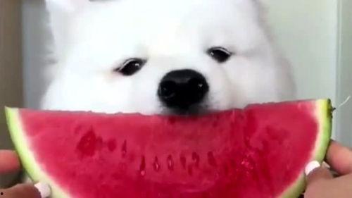 娱乐吃瓜酱萨摩耶,揭秘娱乐圈那些不为人知的幕后故事 第3张 娱乐吃瓜酱萨摩耶,揭秘娱乐圈那些不为人知的幕后故事 第3张