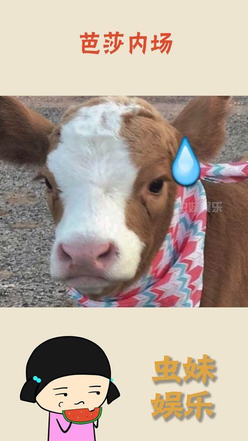 娱乐吃瓜酱折耳猫,揭秘折耳猫的神秘魅力与争议 第2张 娱乐吃瓜酱折耳猫,揭秘折耳猫的神秘魅力与争议 第2张