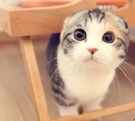 娱乐吃瓜酱折耳猫,揭秘折耳猫的神秘魅力与争议 第3张 娱乐吃瓜酱折耳猫,揭秘折耳猫的神秘魅力与争议 第3张